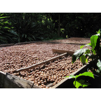 Macadamia Rich Toffee (Corporate)